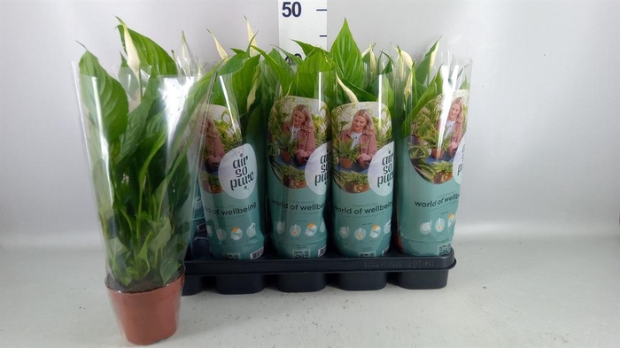 <h4>Spathiphyllum  'Torelli'</h4>