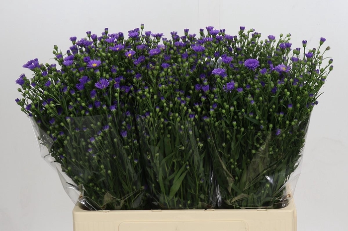 <h4>Aster Casamare</h4>