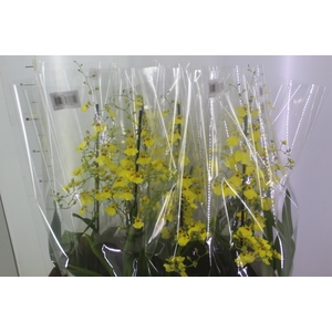 ONCIDIUM ALOHA P15