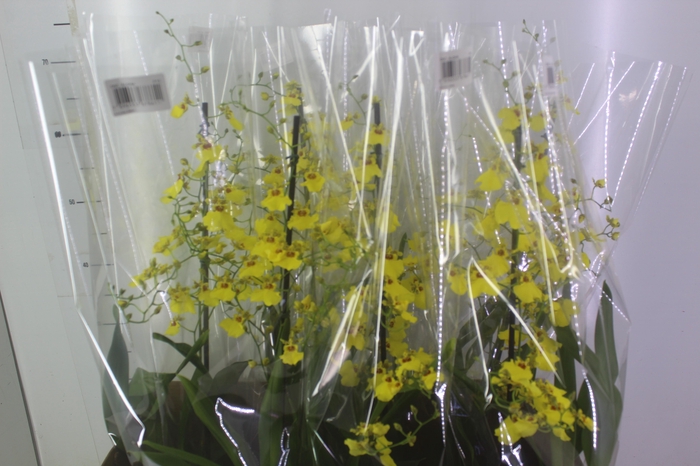 <h4>ONCIDIUM ALOHA P15</h4>