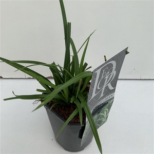 Carex 'Irisch Green' P13
