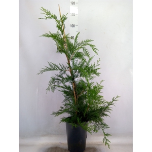 Cupressus   ...