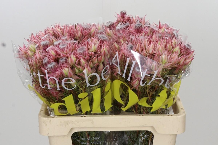 <h4>Blushing Bride Ayoba Shooting Star</h4>