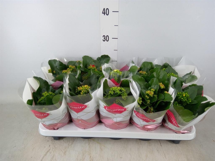 <h4>Kalanchoe blos.   ..mix 6</h4>