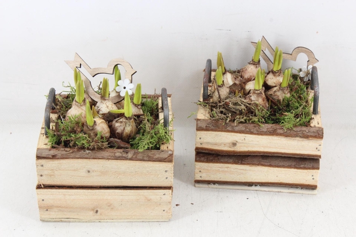 <h4>arr4 Muscari JS - Hout 4kant oor kl. x8</h4>