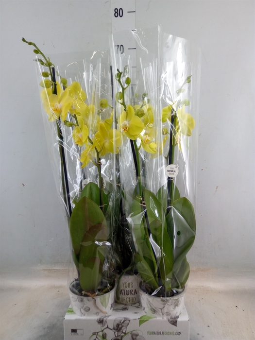 <h4>Phalaenopsis  'Ant Savona'</h4>