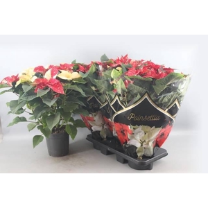 EUPHOR P CHR F GLITT