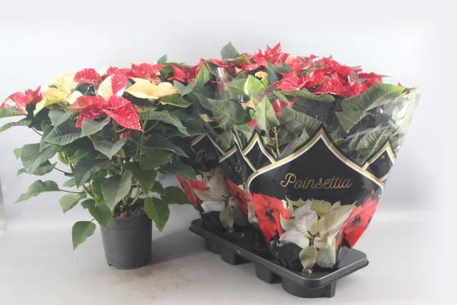 <h4>EUPHOR P CHR F GLITT</h4>