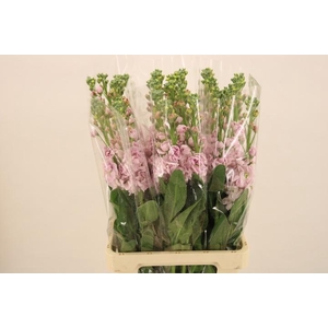 MATTH IRON CHERRY BL