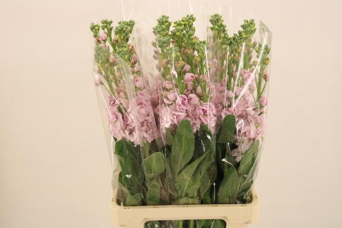 <h4>MATTH IRON CHERRY BL</h4>