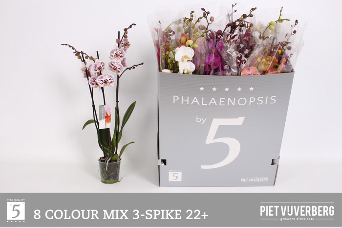 <h4>PHAL GEM 8 KL</h4>