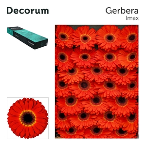 Gerbera Imax Doos