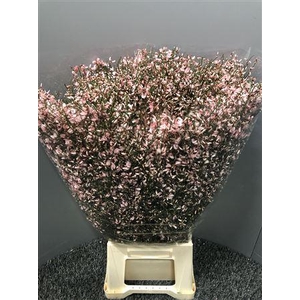 Genista 400gr Col Pink