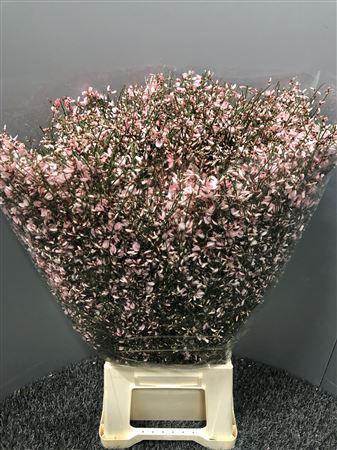 <h4>Genista 400gr Col Pink</h4>