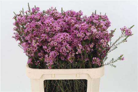 <h4>Chamelauc Adi Pink</h4>