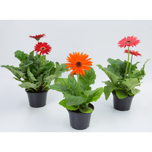 GERBERA P14 MIN 2 FLS