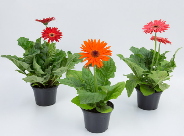 <h4>GERBERA P14 MIN 2 FLS</h4>