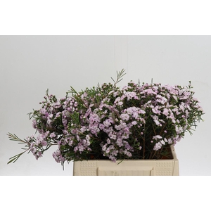 Chamelaucium Dancing Queen