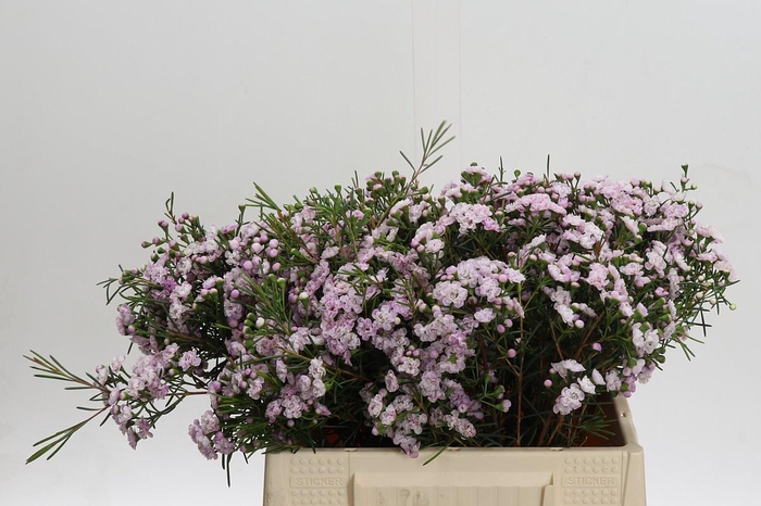 <h4>Chamelaucium Dancing Queen</h4>