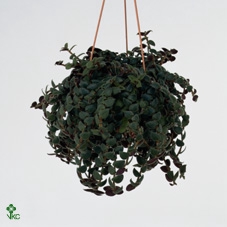 Tradescantia sillam. 'Brown Hill'