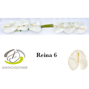 ANTH A REINA 6 Small Pack