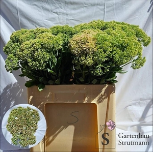 SEDUM SPECTABILE