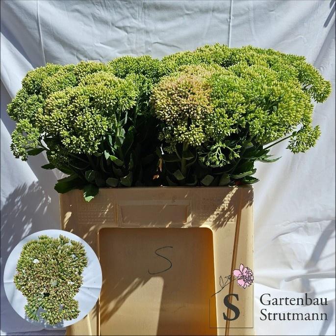 <h4>SEDUM SPECTABILE</h4>