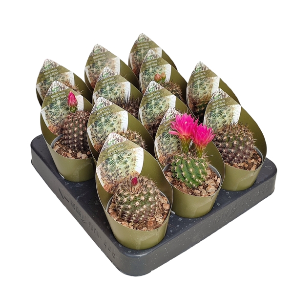 <h4>NEOPORTERIA SUBGIBBOSA - POT Ø 6,5 WITH POTCOVER (CACTUS)</h4>