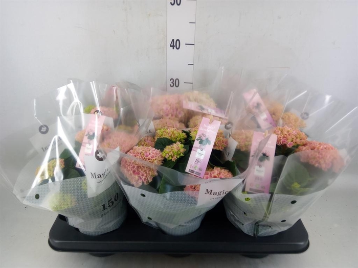 <h4>Hydrangea mac. 'Magical Revolution'</h4>