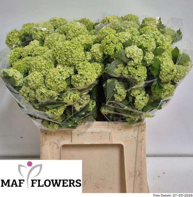 <h4>VIBURNUM ROSEUM ST</h4>