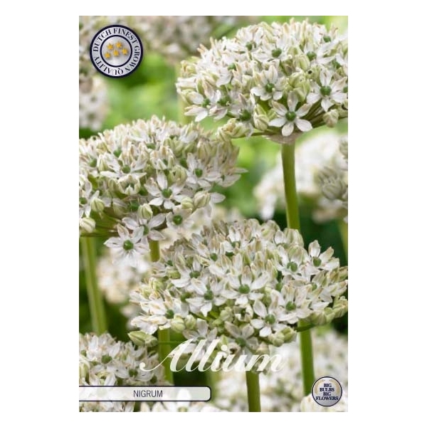 <h4>Allium Nigrum x5 10/12</h4>