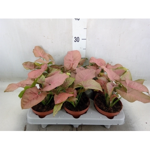 Syngonium   ...