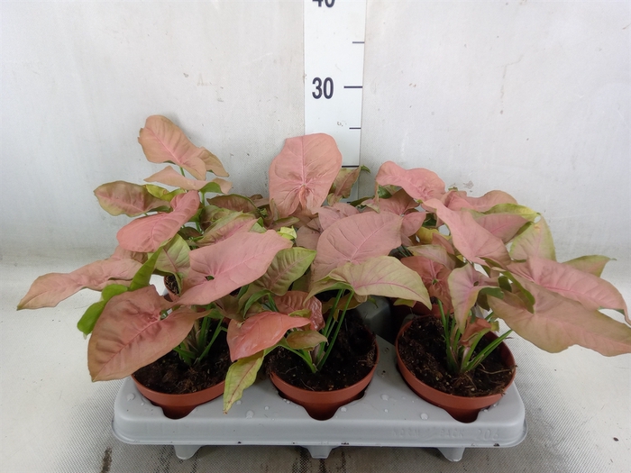 <h4>Syngonium   ...</h4>