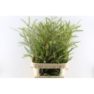 Grevilea Ivanhoe Groen