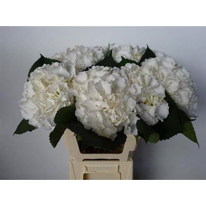 Hydr M Ch Whi Verena 60 Cm