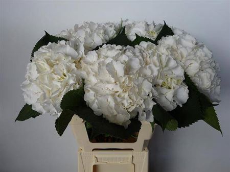 <h4>Hydr M Ch Whi Verena</h4>