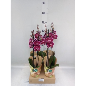 Phalaenopsis  'Ant Montpellier'