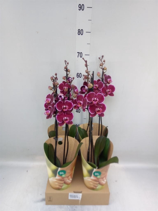 <h4>Phalaenopsis  'Ant Montpellier'</h4>