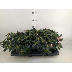 Rhododendron sim.   ...