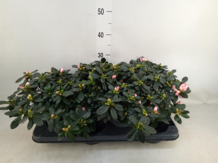 <h4>Rhododendron sim. ...</h4>