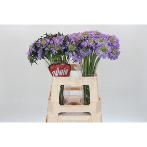 Scabiosa Scoop Focal Lavender