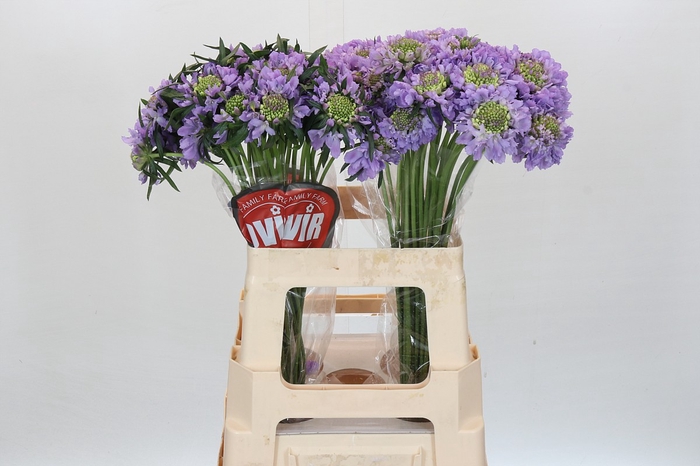 <h4>Scabiosa Scoop Focal Lavender</h4>