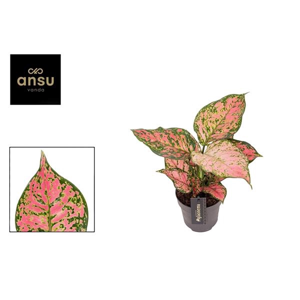 <h4>Aglaonema Crimson Love</h4>