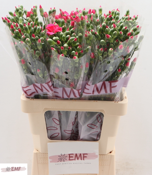 <h4>Di Solomio Imre</h4>