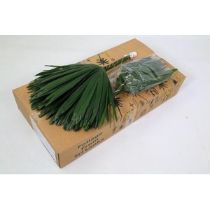 Raphis Cutted (air)(per stem)