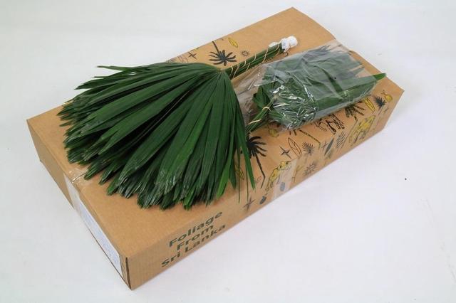 <h4>Raphis Cutted (air)(per stem)</h4>