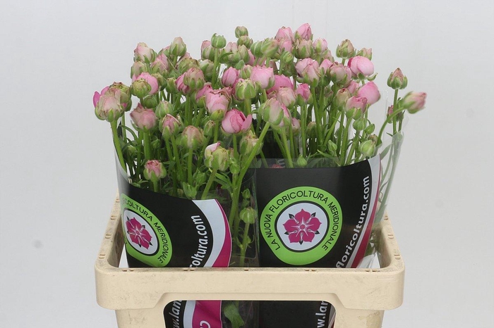 Ranunculus Natura Moderna Dolce