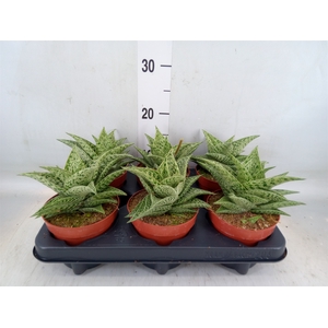 Aloe   ...