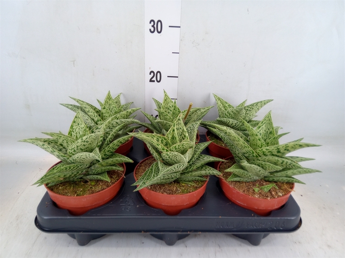 <h4>Aloe   ...</h4>