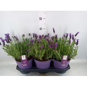 Lavandula stoec. 'Anouk'
